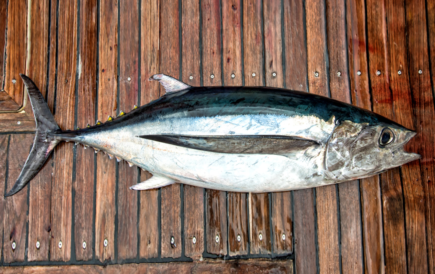 Tuna Kera Whole